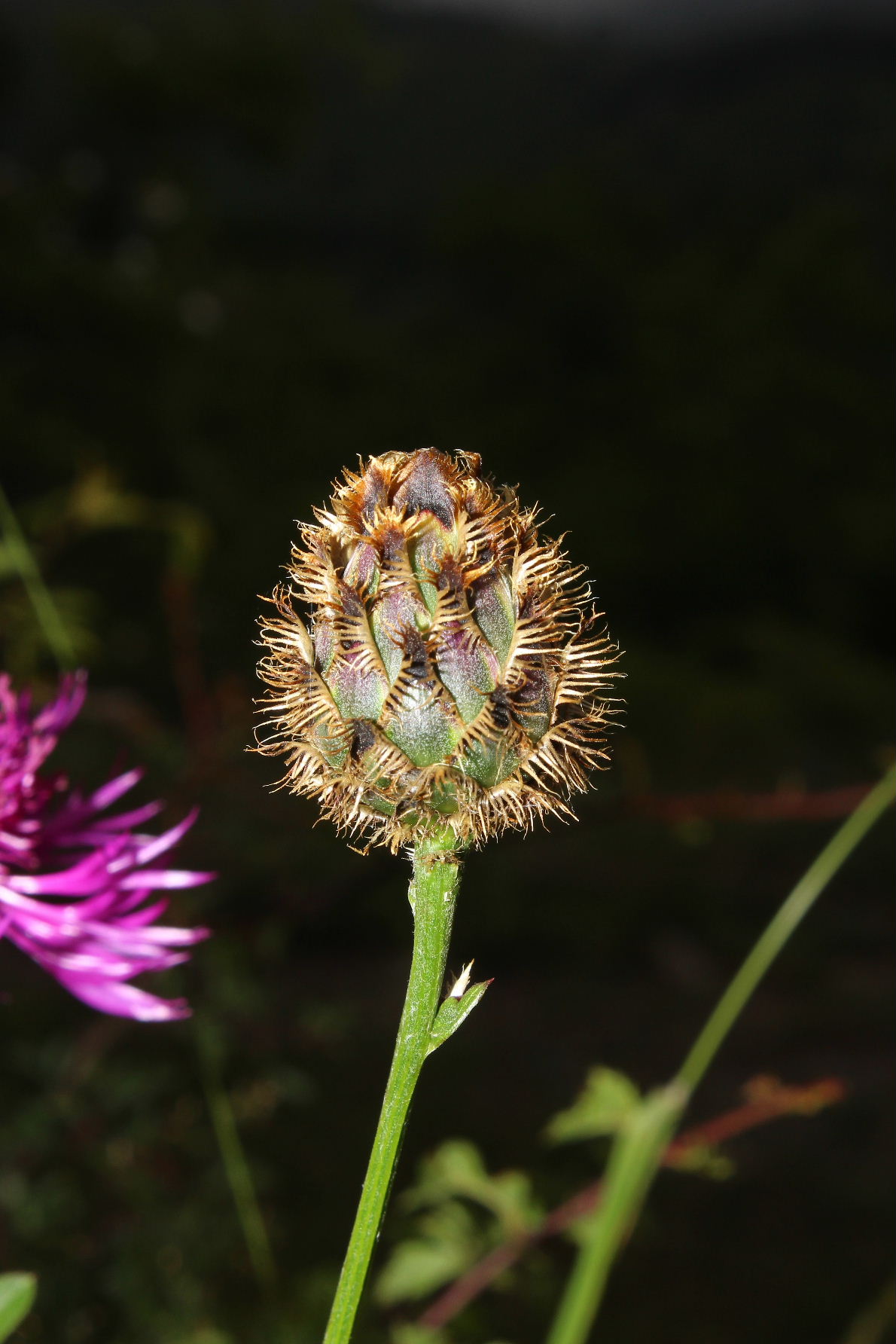 Centaurea scabiosa subsp. alpestris / Fiordaliso alpestre